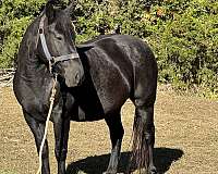 breeding-draft-horse