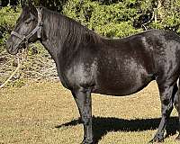 black-none-horse