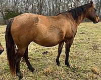 dun-grulla-stallion-for-sale