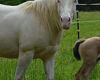 dunskin-aqha-stallion