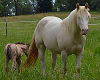 dunskin-aqha-broodmare