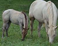 dunskin-aqha-foal