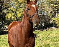 chestnut-fie-horse