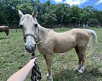 all-around-missouri-fox-trotter-horse