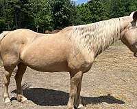 palomino-stripe-horse