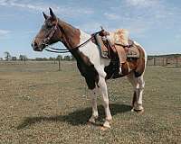 spotted-saddle-horse-for-sale