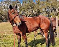 quarter-horse-gelding