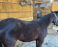 standardbred-filly