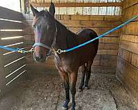 standardbred-horse-for-sale