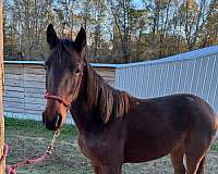 standardbred-horse