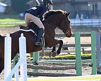 all-around-warmblood-horse