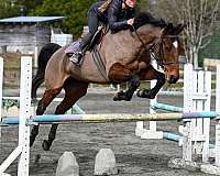 champion-warmblood-horse