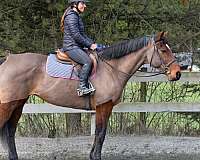 eventing-warmblood-horse