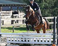 jumper-warmblood-horse