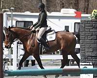 jumping-warmblood-horse