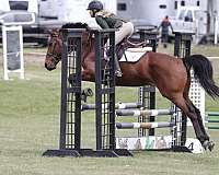 hunter-jumper-warmblood-horse