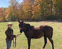 quiet-mind-arabian-horse