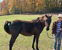 amerigo-arabian-horse