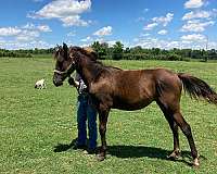 appointment-arabian-horse