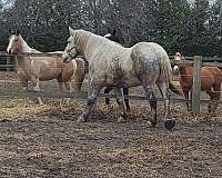 brindle-percheron-gelding