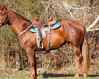 all-around-quarter-horse