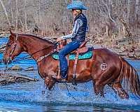 beginner-quarter-horse