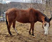 paint-gelding