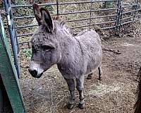 donkey-for-sale