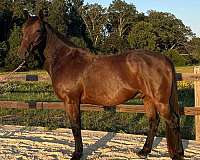 warmblood-gelding