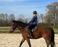 warmblood-horse-for-sale