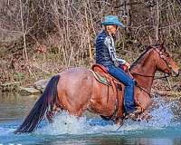 calf-roping-quarter-horse