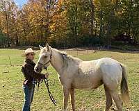 palomino-white-blanket-wspots-horse