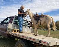 showdown-palomino-horse