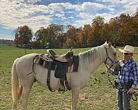 peppy-palomino-horse