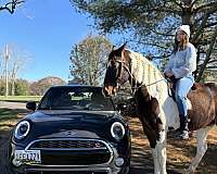 athletic-tennessee-walking-horse