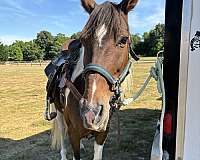 barrel-tennessee-walking-horse