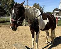 flashy-tennessee-walking-horse