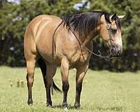 black-buckskin-reining-horse