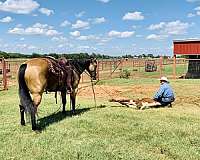 black-buckskin-roping-horse