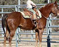 husband-safe-quarter-horse