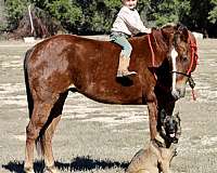 kid-safe-quarter-horse