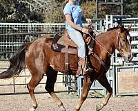 ridden-western-quarter-horse