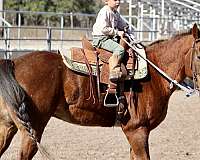 trail-riding-quarter-horse