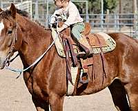 kid-safe-quarter-horse