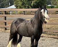 roan-cutting-stallion-horse