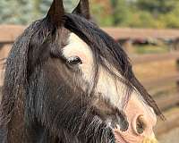 black-gypsy-vanner-mare