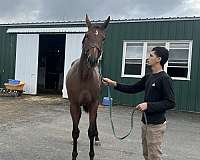 bay-hind-half-stocking-horse