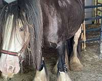 gypsy-vanner-horse-for-sale