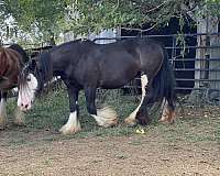 gypsy-vanner-mare