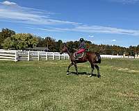 bay-small-star-hind-sock-horse